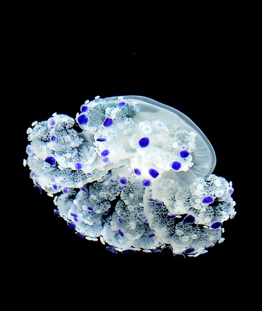 Blue Spotted Jelly