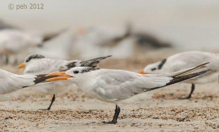 Royal Tern