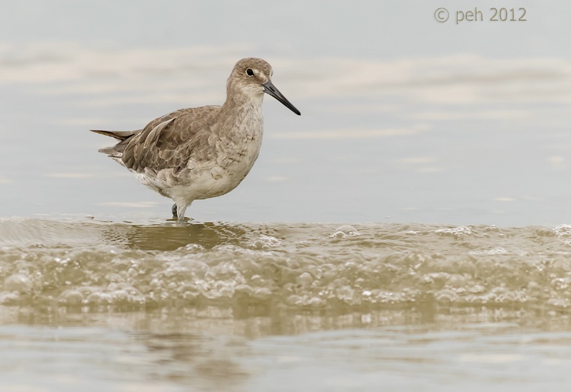 Willet