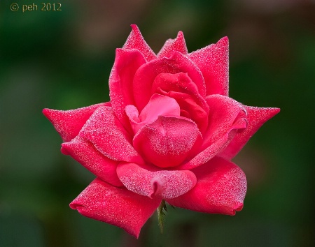Small Dewy Rose
