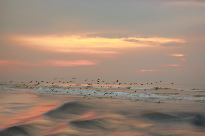 Birds at Sunrise 