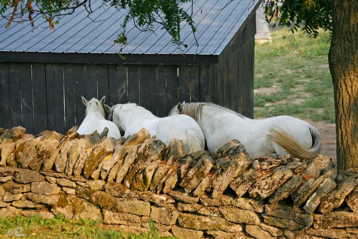 Back behind the barn