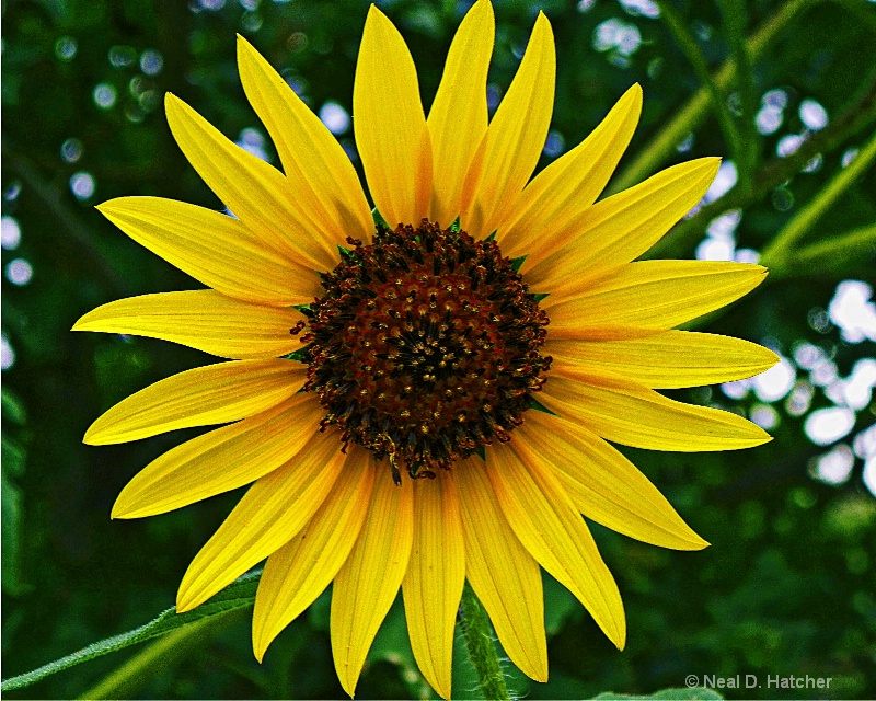 ------------"Sunflower"------------