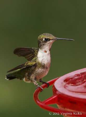 Juvenile Hummingbird