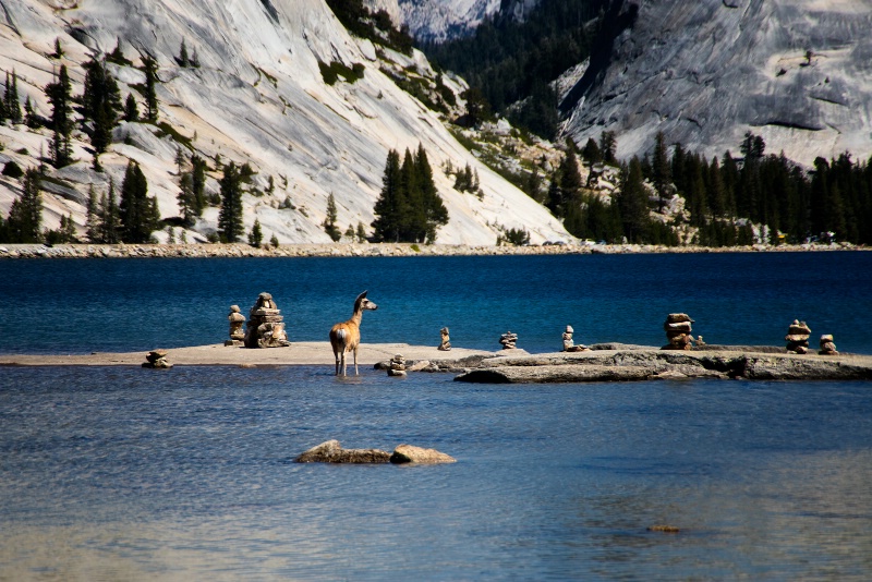 Deer in the Tenaya Lake
