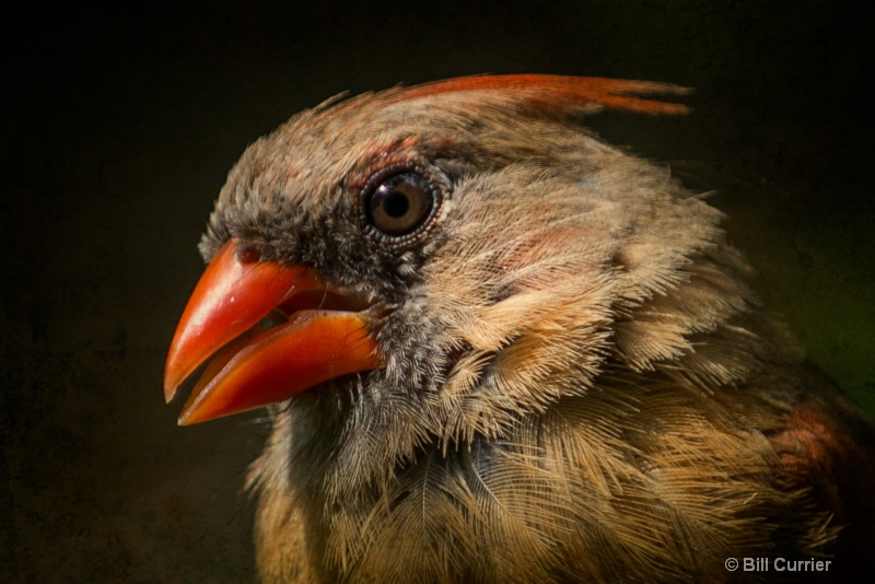 Cardinal Portrait