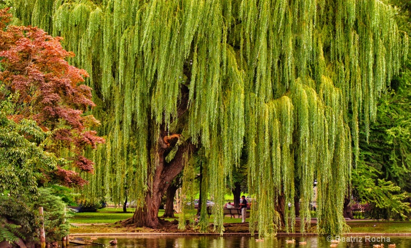By the Willow Tree