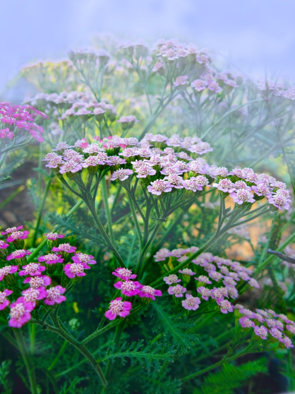 Yarrow In The Mist