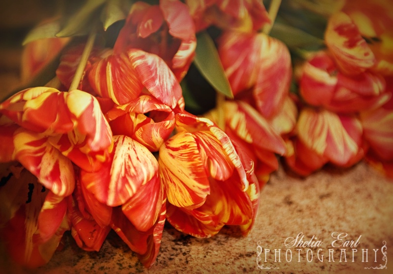Tulips From the Garden - ID: 13295337 © Shelia Earl