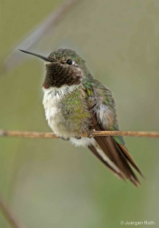 Broad-Tailed Hummingbird