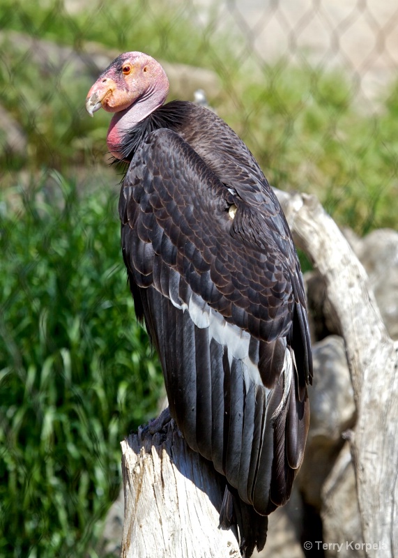 California Condor - ID: 13295810 © Terry Korpela