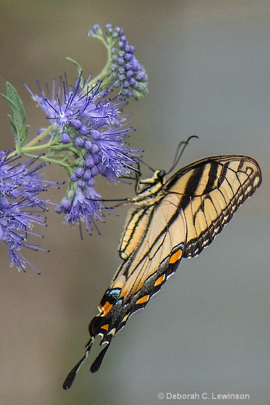 Sipping Nectar - ID: 13295823 © Deborah C. Lewinson