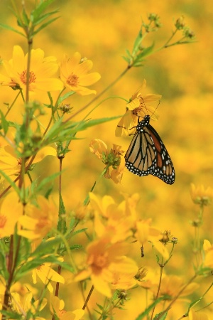 butterfly in yellow 2012