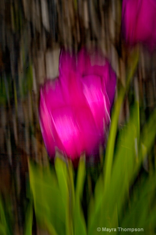 Tulip Impressionist View