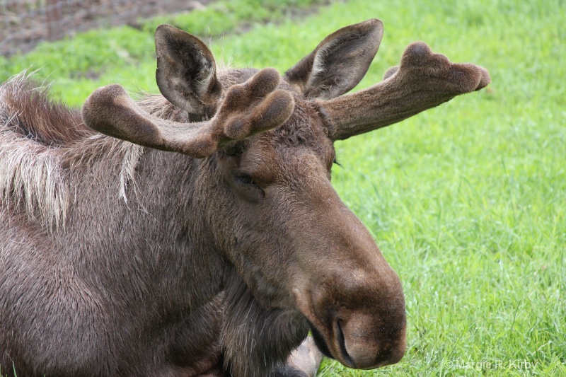 Saddened Moose