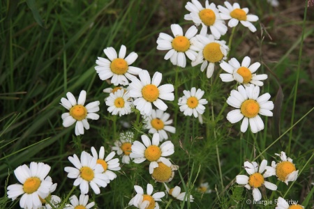 Shasta Daisies on the Tundra