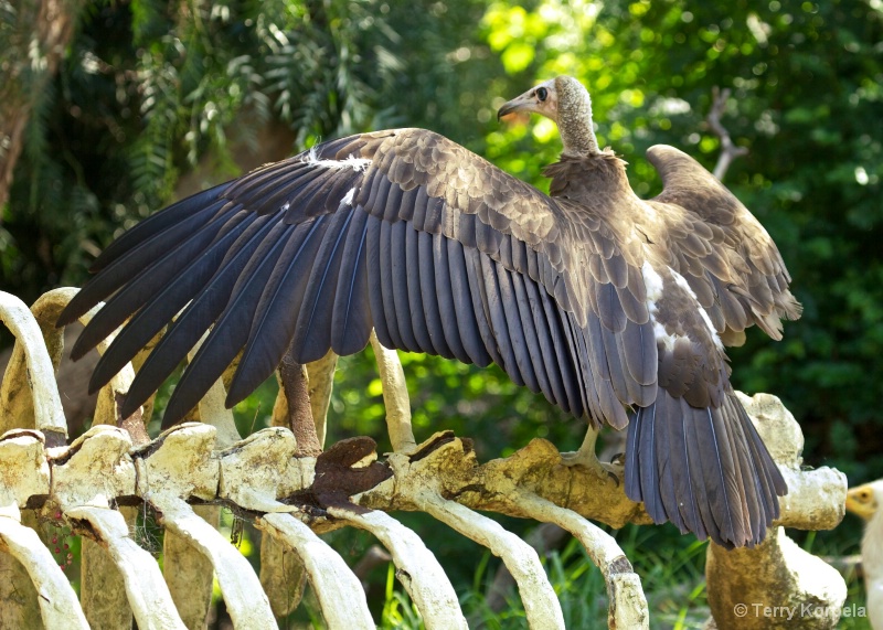 Hooded Vulture - ID: 13296071 © Terry Korpela