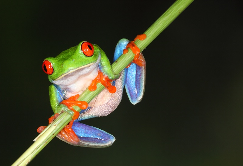Frog on  a Wire