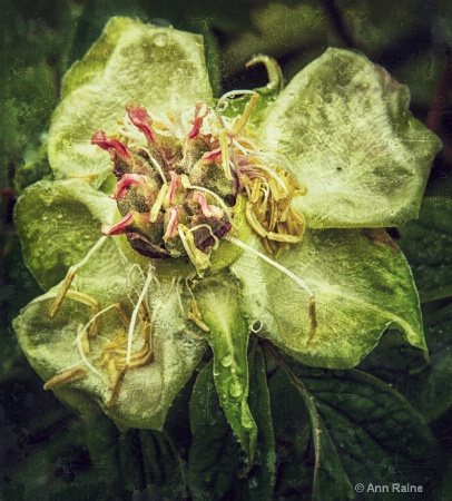 Peony Unveiling