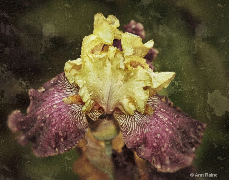 BiColor Iris