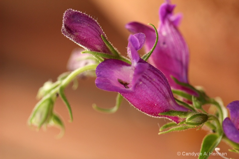 Purple bells