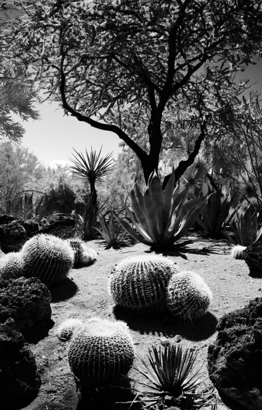 Barrel Cactus