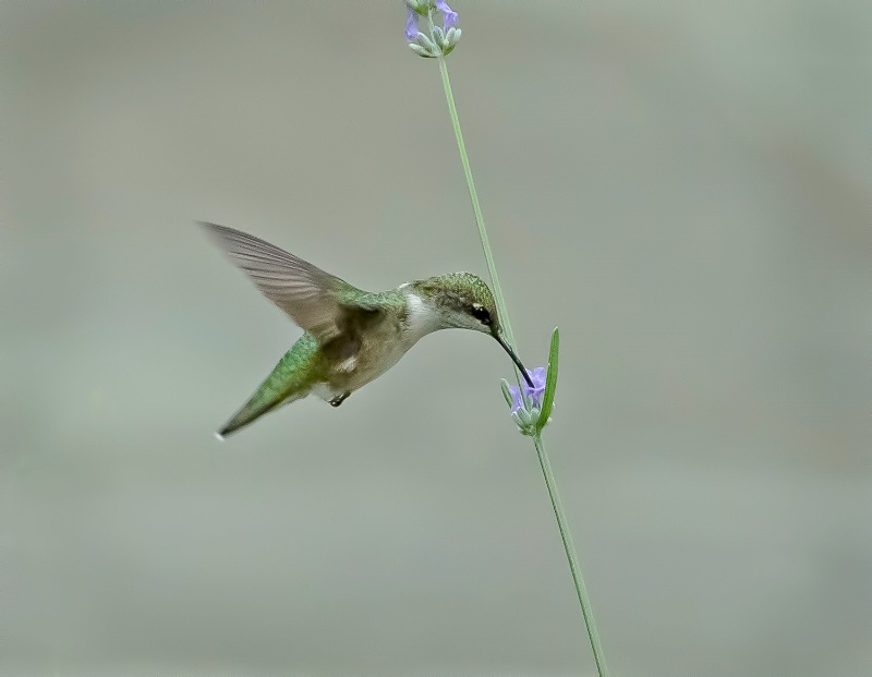 Hummingbird Heaven