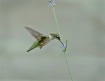 Hummingbird Heave...