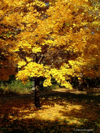 A Golden Autumn