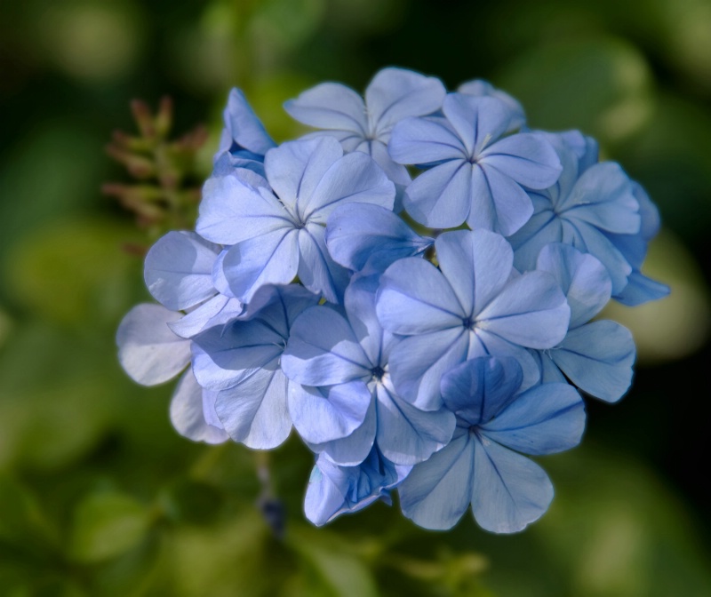Blue Bouquet