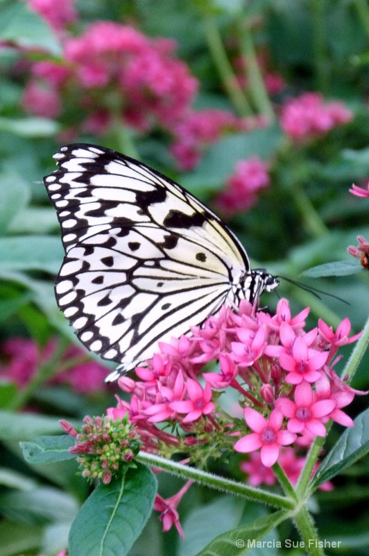 Paper Kite Butterfly on Pink Flower