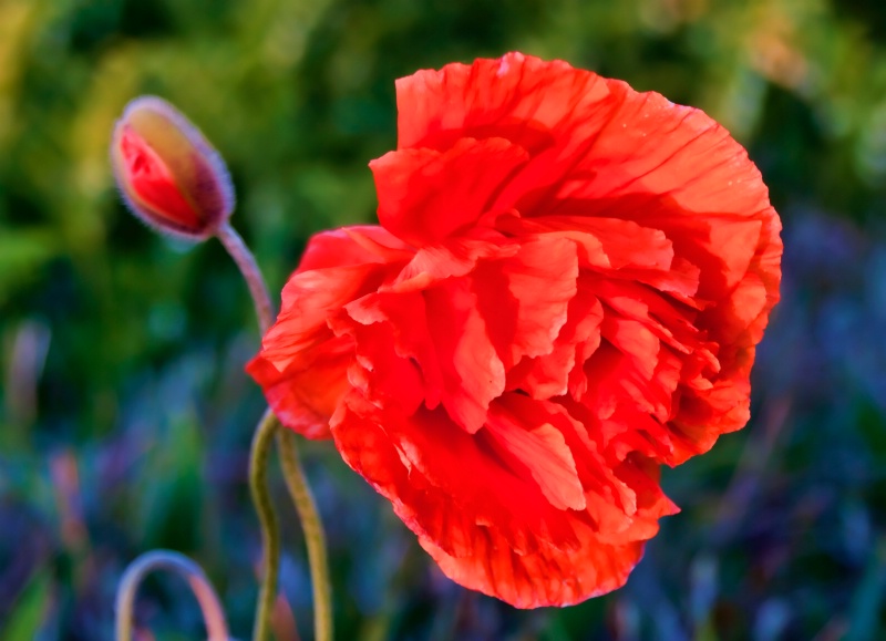 Oranges Poppies