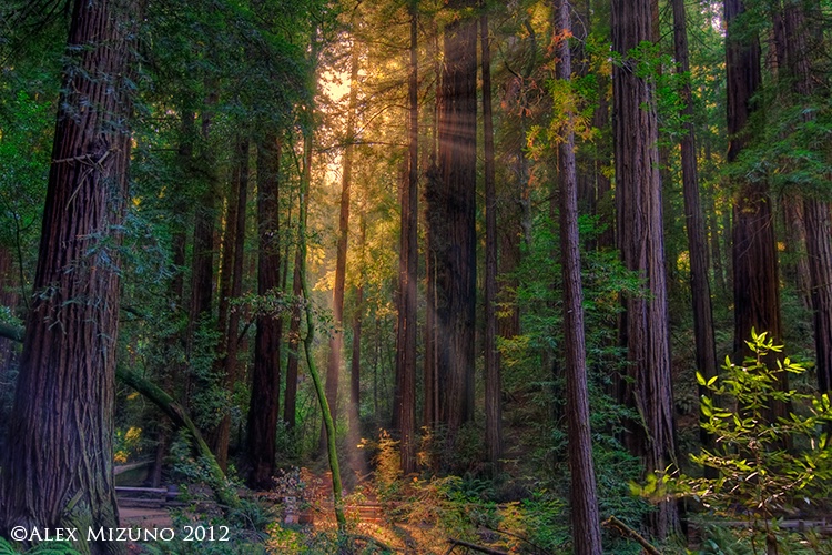 BLESSING IN THE ANCIENT FOREST