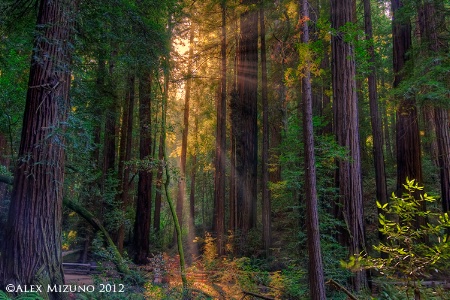 BLESSING IN THE ANCIENT FOREST