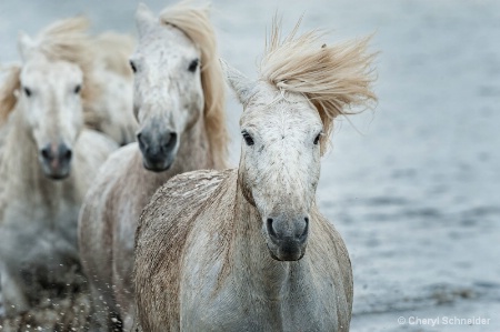 Camargue Horses 1205