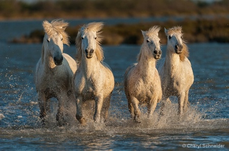 Camargue Horses 1206