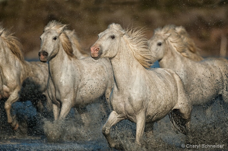 Camargue Horses 1208