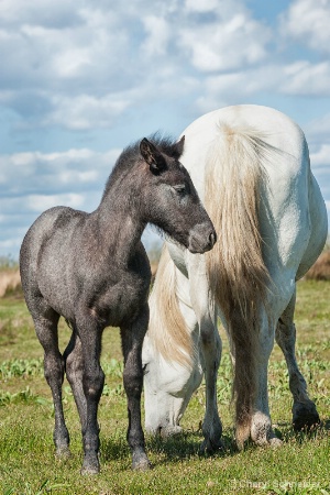 Mare & Foal 1201