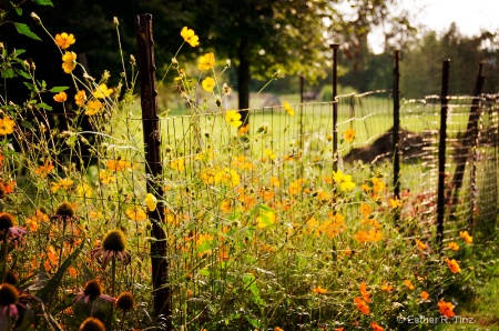 A Simple Garden