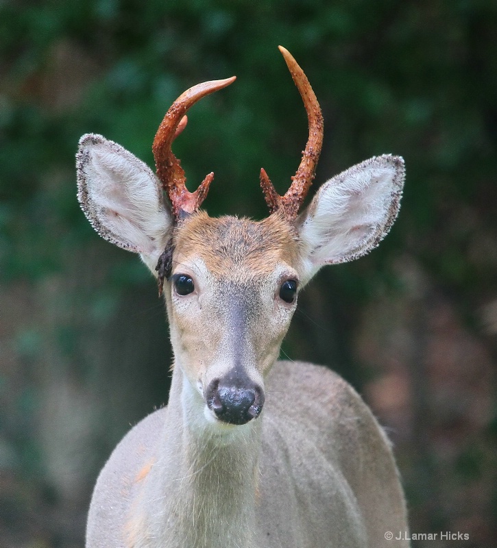 WT buck deer shedding velvet