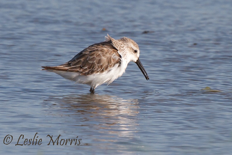 Shorebird in the Wind - Western Sandpiper - ID: 13299098 © Leslie J. Morris