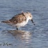 © Leslie J. Morris PhotoID # 13299098: Shorebird in the Wind - Western Sandpiper