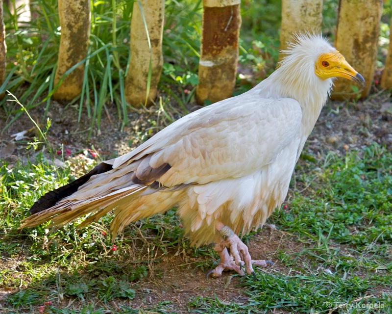 Western Egyptian Vulture - ID: 13299271 © Terry Korpela