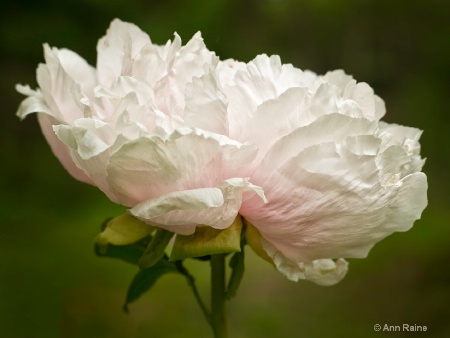 Softly Pink Peony