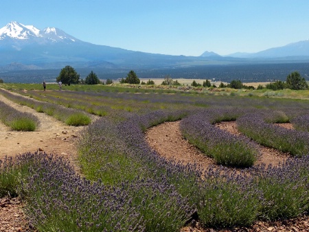 Lavender Labyrinth