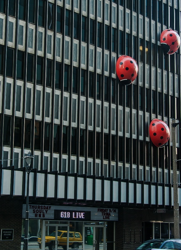 Lady Bugs on a Building!