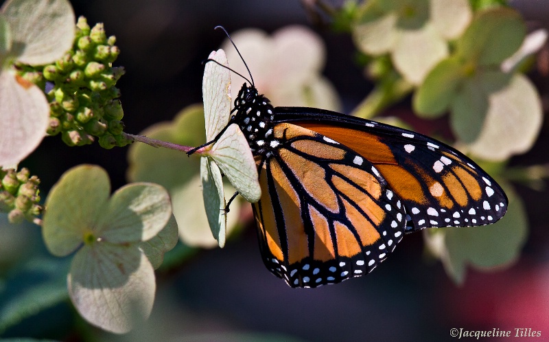 Monarch Butterfly on Hydrangea - ID: 13299570 © Jacqueline A. Tilles