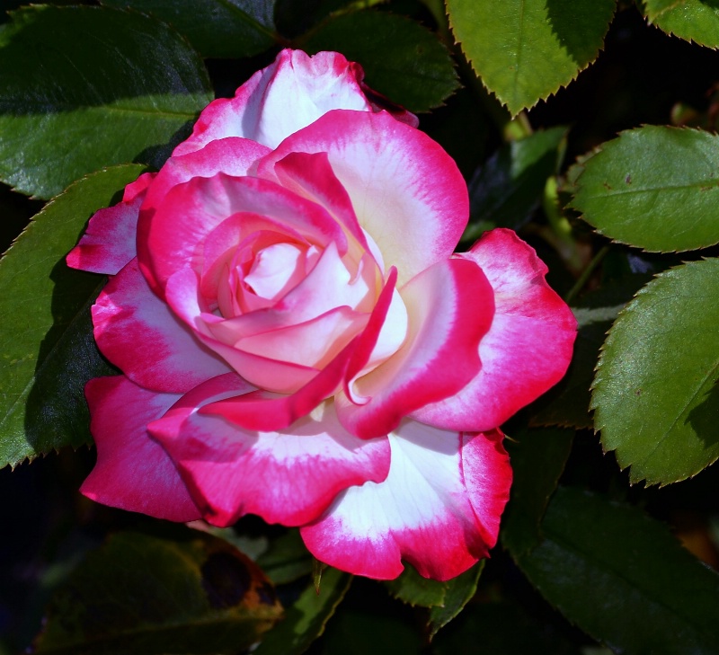 Pink and  White Rose