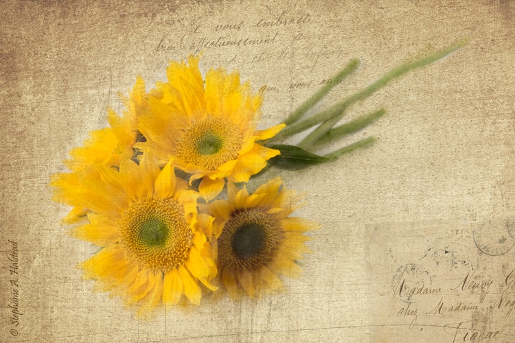 Sunflowers Postcard