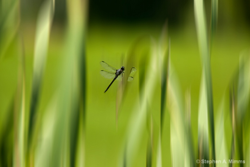 Dragon blur - ID: 13300315 © Stephen Mimms